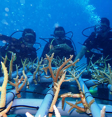 Care Luxury CARES Launched First Ever Coral Restoration Programme